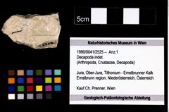 Foto (Objekt + Etikett) von Decapoda indet.  (NHMW-GEO-1990-0041-2525)